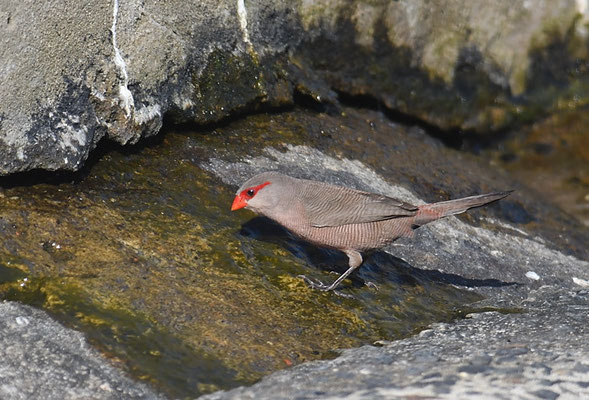 Wellenastrild, common waxbill, estrilda astrild südafrika
