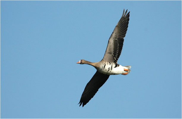 BLÄSSGANS, WHITE-FRONTED GOOSE, ANSER ALBIFRONS