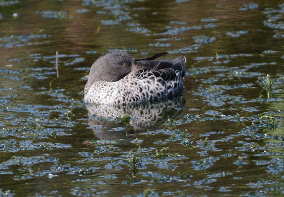 GELBSCHNABELENTE, YELLOW-BILLED DUCK, ANAS UNDULATA