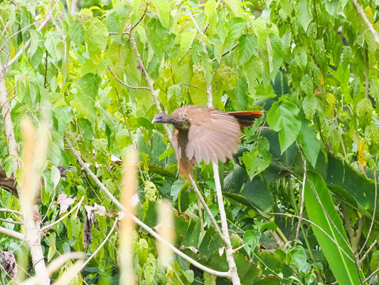 Tüpfelguan, Speckled Chachalaca - Ortalis guttata