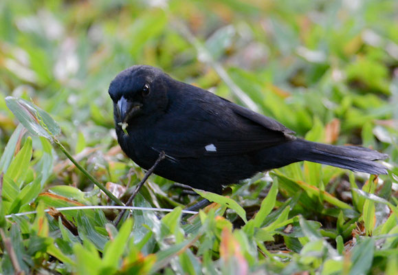 WECHSELPFÄFFCHEN, VARIABLE SEEDEATER, SPOROPHILA AMERICANA