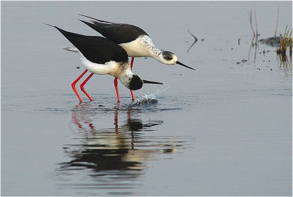 STELZENLÄUFER, BLACK-WINGED STILT, HIMANTOPUS HIMANTOPUS