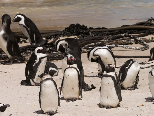 Kappinguin, african penguin, pespheniscus demersus
