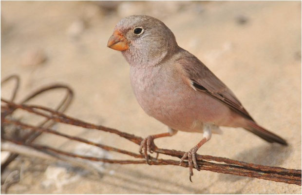 WÜSTENGIMPEL, TRUMPETER FINCH, BUCANETES GITHAGINEUS