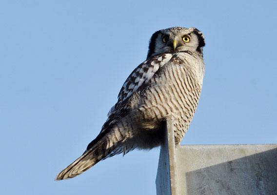 SPERBEREULE, HAWK OWL, SURNIA ULULA