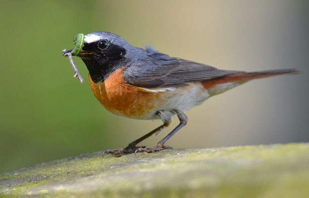 GARTENROTSCHWANZ, COMMON REDSTART, PHOENICURUS PHOENICURUS