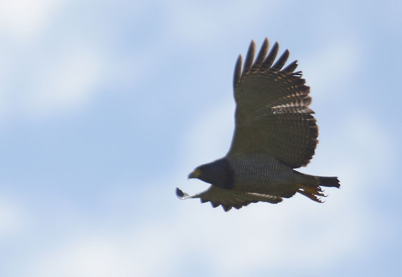 PRINZENBUSSARD, BARRED HAWK, LEUCOPTERNIS PRINCEPS