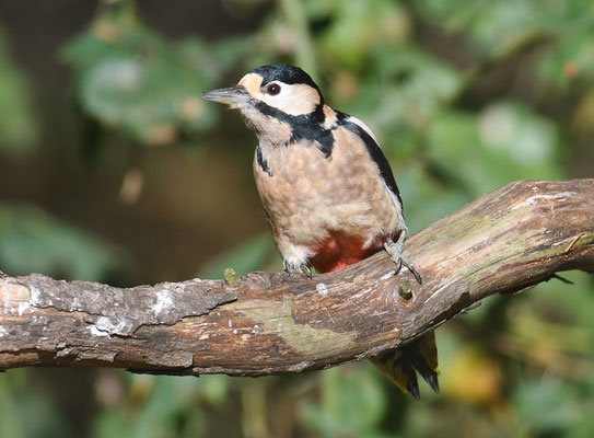 BUNTSPECHT, GREAT SPOTTED WOODPECKER, DENDROCOPOS MAJOR