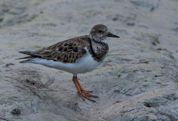 STEINWÄLZER, RUDDY TURNSTONE, ARENARIA INTERPRES