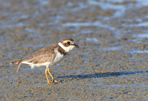 Amerikanischer Sandregenpfeifer, Semipalmated plover, Charadrius semipalmatus