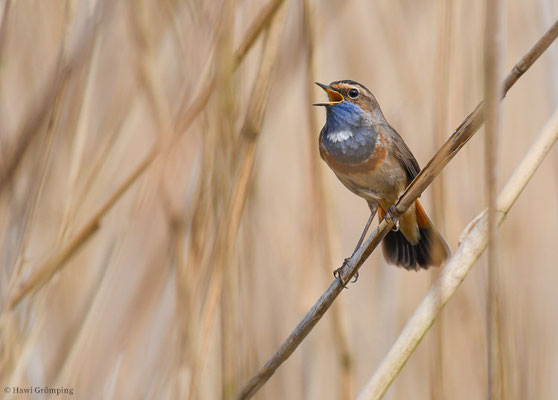 BLAUKEHLCHEN, BLUETHROAT, LUSCINIA SVECICA