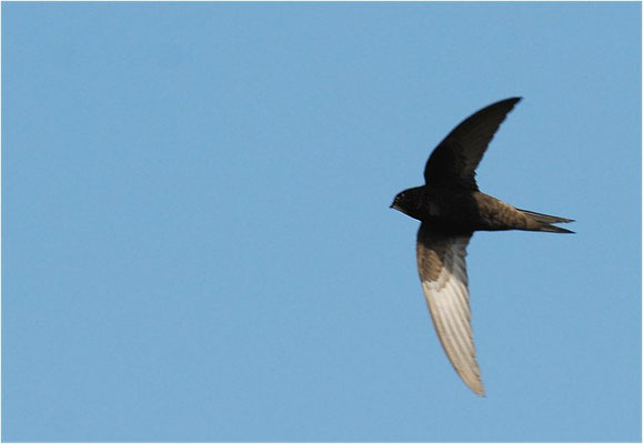 MAUERSEGLER, SWIFT, APUS APUS