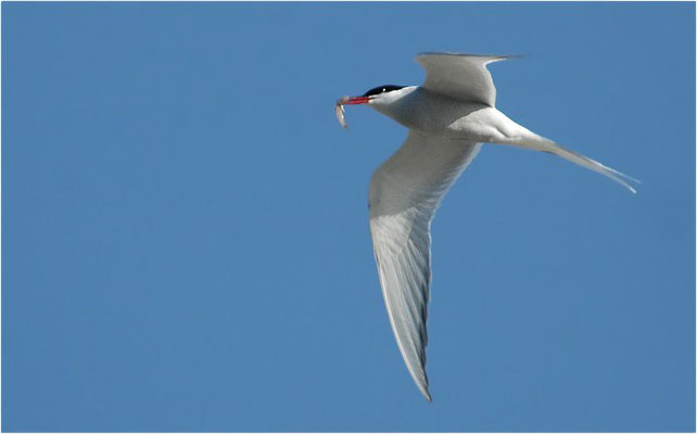 KÜSTENSEESCHWALBE, ARCTIC TERN, STERNA PARADISAEA