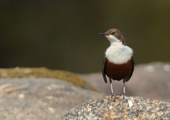 WASSERAMSEL, DIPPER, CINCLUS CINCLUS