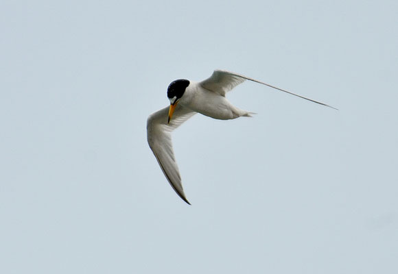 Amerikanische Zwergseeschwalbe, Least tern, Sternula antillarum