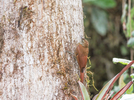 Bergwald-Baumsteiger, Montane Woodcreeper - Lepidocolaptes lacrymiger