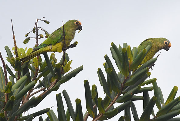 GOLDSTIRNSDITICH, PEACH-FRONTED PARAKEET, ARATINGA AUREA