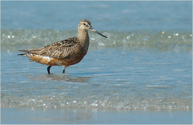 PFUHLSCHNEPFE, BAR-TAILED GODWIT, LIMOSA LAPPONICA