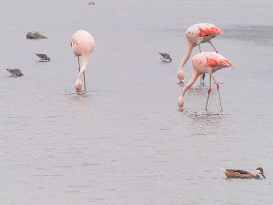 Chile-Flamingo, Chilean Flamingo - Phoenicopterus chilensis