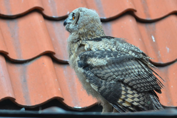 UHU, EAGLE OWL, BUBO BUBO