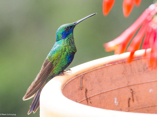GROSSER VEILCHENOHRKOLIBRI, SPARKLING VIOLETEAR  -C OLIBRI CORUSCAN