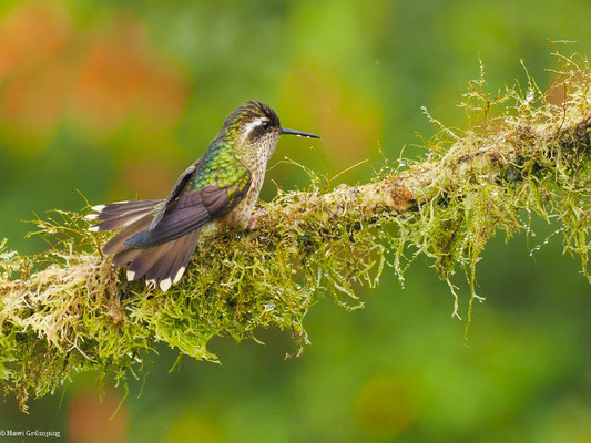 SCHWARZOHRKOLIBRI, SPECKLED HUMMINGBIRD - ADELOMYIA MELANOGENYS