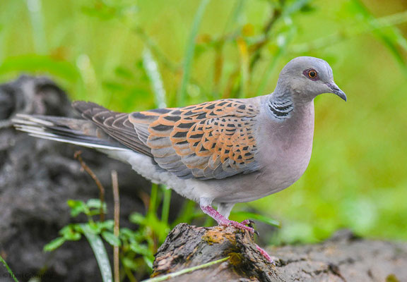 TURTELTAUBE, TURTLE DOVE, STREPTOPELIA TURTUR