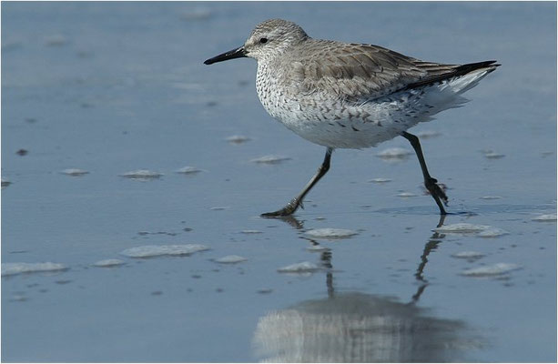 KNUTT, RED KNOT, CALIDRIS CANUTUS