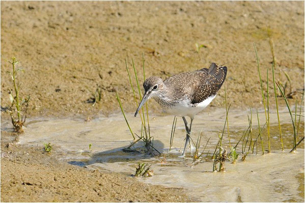 BRUCHWASSERLÄUFER, WOOD SANDPIPER, TRINGA GLAREOLA