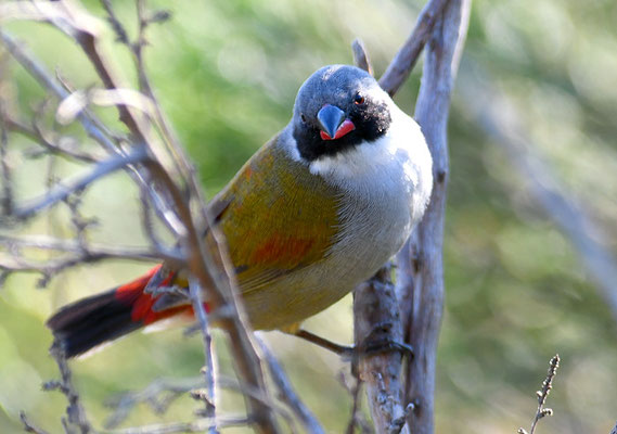 GRÜNASTRILD, SWEE WAXBILL, COCCOPYGIA MELANOTIS
