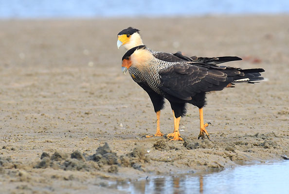 SCHOPFKARAKARA, SOUTHERN CARACARA, CARACARA PLANCUS