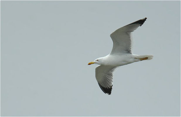 MITTELMEERMÖWE, YELLOW-LEGGED GULL, LARUS MICHAHELLIS