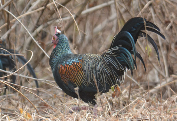 GABELSCHWANZHUHN, GREEN JUNGLEGFOWL, GALLUS VARIUS
