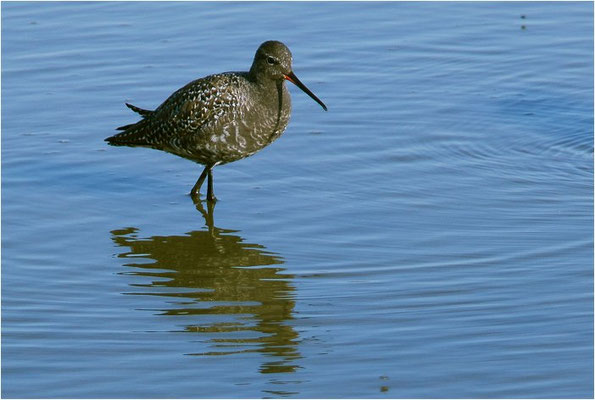 DUNKLER WASSERLÄUFER, SPOTTED REDSHANK, TRINGA ERYTHROPUS