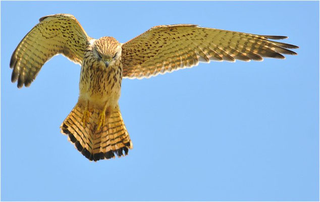 TURMFALKE, KESTREL, FALCO TINNUNCULUS