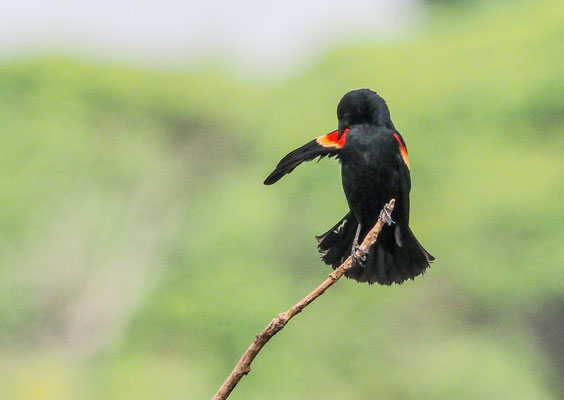 ROTSCHULTERSTÄRLING, RED-WINGED BLACKBIRD, AGELAIUS PHOENICUS 