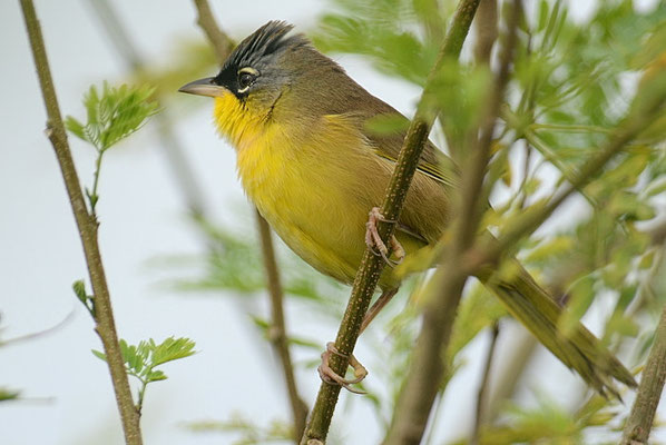 WIESEN-GELBKEHLCHEN, GRAY-CROWNED YELLOWTHROAT, GEOTHLYPIS POLIOCEPHALA 