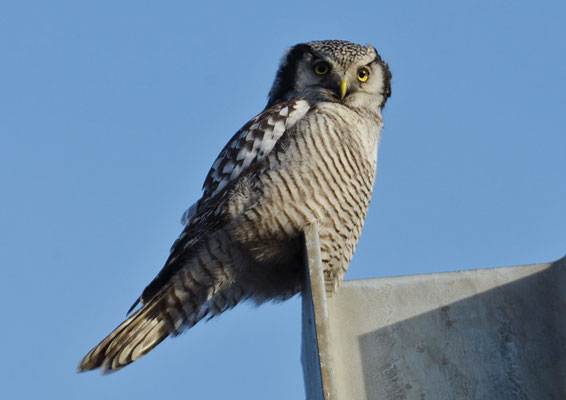 SPERBEREULE, HAWK OWL, SURNIA ULULA