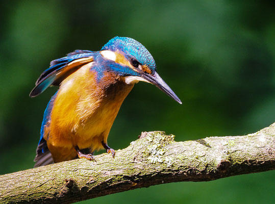 EISVOGEL, COMMON KINGFISHER, ALCEDO ATTHIS