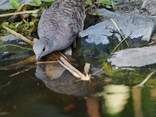 INKATÄUBCHEN, INCA DOVE, COLUMBINA INCA