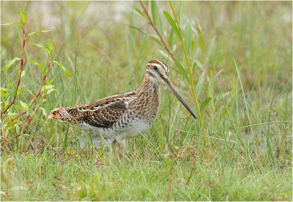 BEKASSINE, COMMON SNIPE, GALLINAGO GALLINAGO