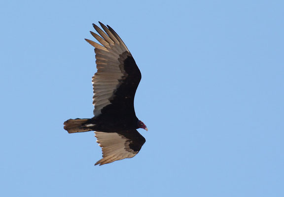TRUTHAHNGEIER, TURKEY VULTURE, CATHARTES AURA