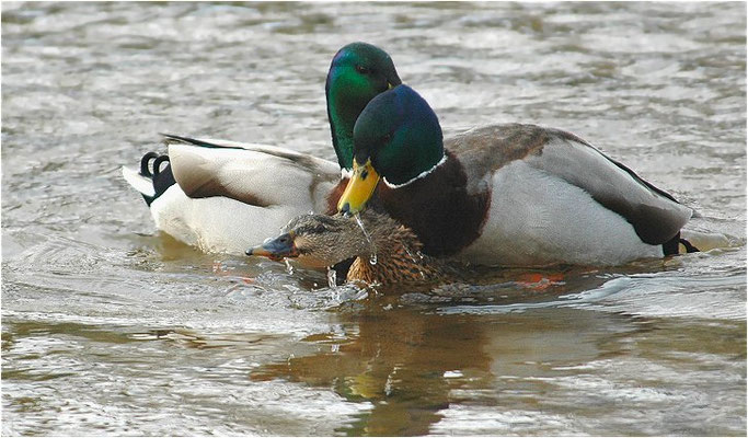 STOCKENTE, MALLARD, ANAS PLATYRHYNCHOS