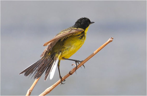 MASKENSTELZE, YELLOW WAGTAIL FELDEGG, MOTACILLA FLAVA FELDEGG