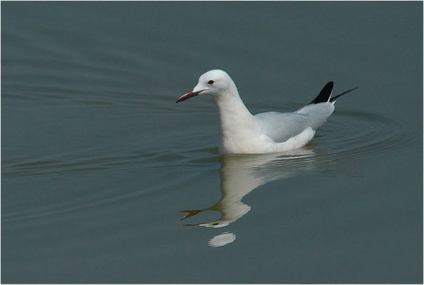 DÜNNSCHNABELMÖWE, SLENDER-BILLED GULL, CHROICOCEPHALUS GENEI