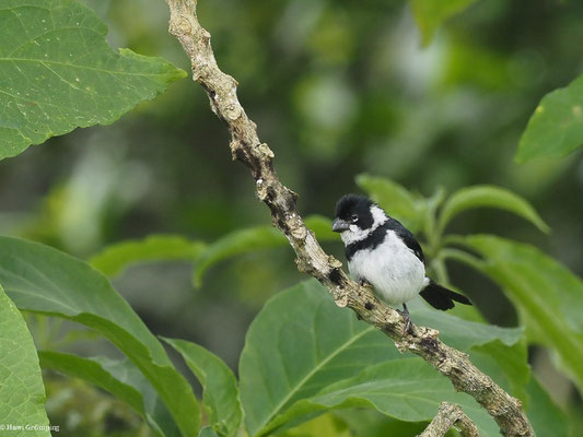 MOHRENPFÄFFCHEN, VARIABLE SEEDEATER - SPOROPHILA CORVINA