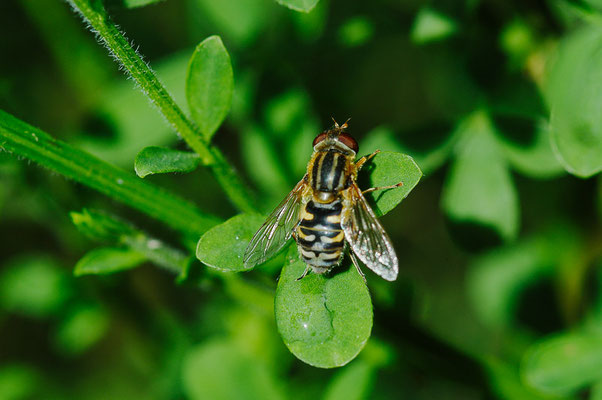 DUNKLE TEICHRANDSCHWEBFLIEGE, PARHELOPHILUS VERSICOLOR