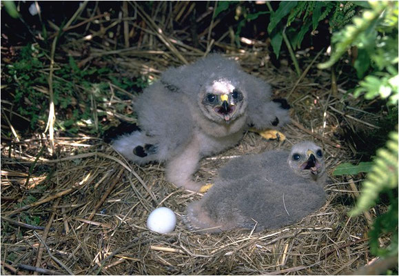 KORNWEIHE, HEN HARRIER, CIRCUS CYANCUS