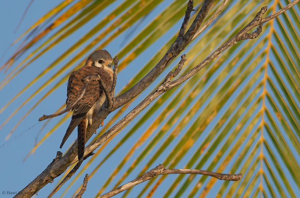 BUNTFALKE, AMERICAN KESTREL, FALCO SPARVERIUS