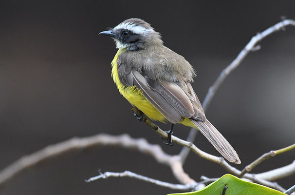 ROTKRONTYRANN, SOCIAL FLYCATCHER, MYIOZETETES SIMILIS 